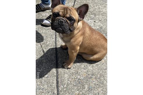 販売中のフレンチブルドッグの親犬