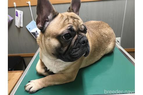 販売中のフレンチブルドッグの親犬