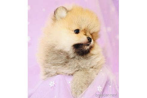 三重県のポメラニアン 女の子 21 07 10生まれ スーパー美人さん 最優秀血統 子犬id ブリーダーナビ