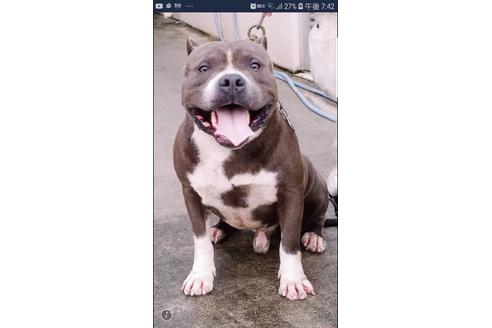 販売中のアメリカンピットブルテリアの親犬