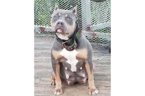 販売中のアメリカンピットブルテリアの親犬