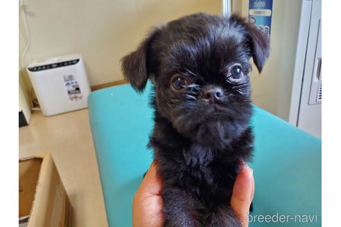 ベルジアングリフォンの子犬を探す ブリーダーナビ ベルジアングリフォンの子犬を探す ブリーダーナビ