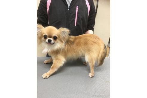 販売中のチワックス:チワワ×ミニチュアダックスフンドの親犬