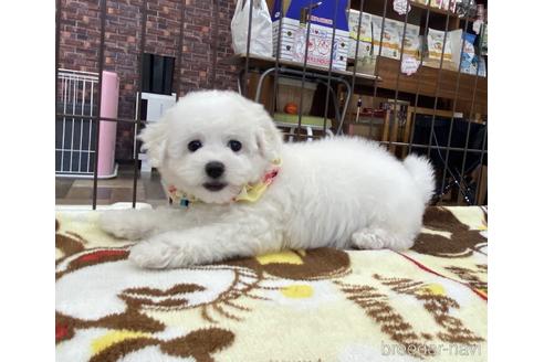 香川県のビションフリーゼ 女の子 21 06 30生まれ ホワイト 白 子犬id ブリーダーナビ
