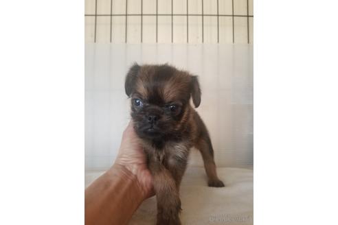 ブリュッセルグリフォンの子犬を探す ブリーダーナビ ブリュッセルグリフォンの子犬を探す ブリーダーナビ