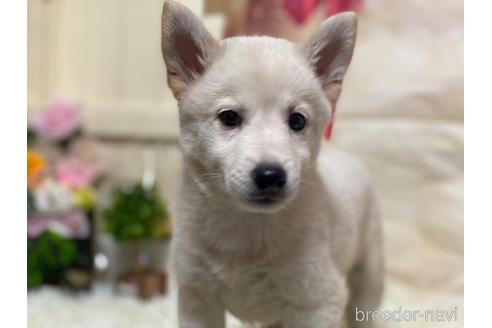 長野県でミックス犬の子犬を探す ブリーダーナビ