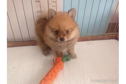 栃木県のポメラニアン 男の子 21 07 11生まれ 元気な男の子 子犬id ブリーダーナビ