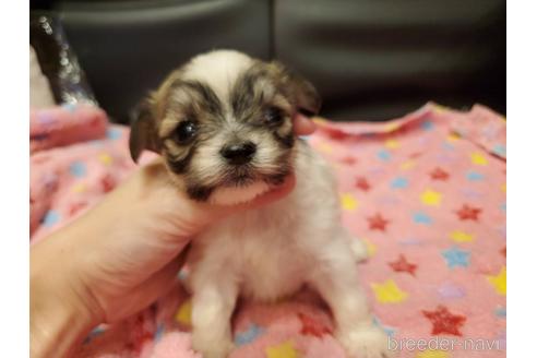 チワマル:チワワ×マルチーズの子犬を探す（138ページ目