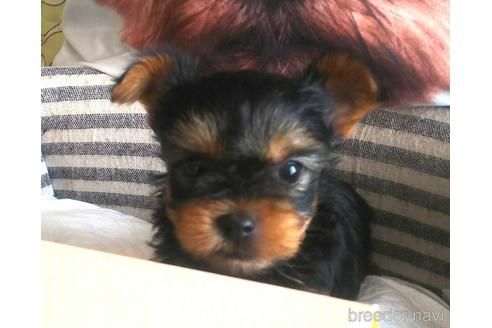 ヨークシャーテリアの子犬を探す ブリーダーナビ
