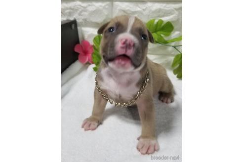 アメリカンピットブルテリアの子犬を探す ブリーダーナビ