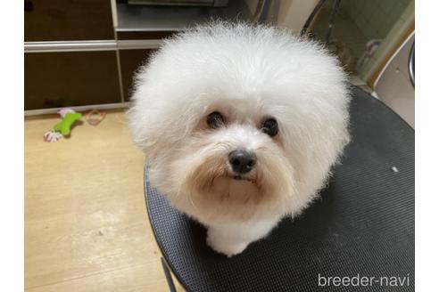 販売中のビションフリーゼの親犬