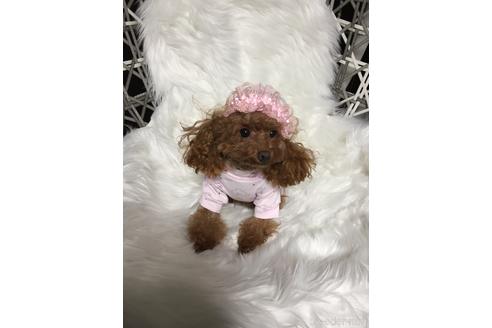 販売中のティーカッププードルの親犬