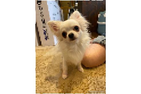 販売中のチワプー:チワワ×トイプードルの親犬