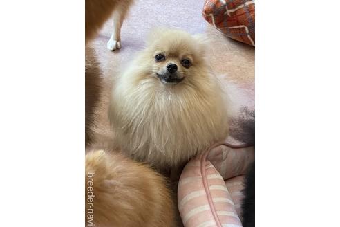 販売中のポメラニアンの親犬