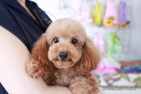 販売中のトイプードルの親犬