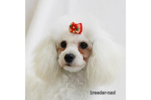 販売中のトイプードルの親犬