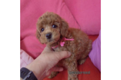 萩野なぎさブリーダー ブリーダーナビ