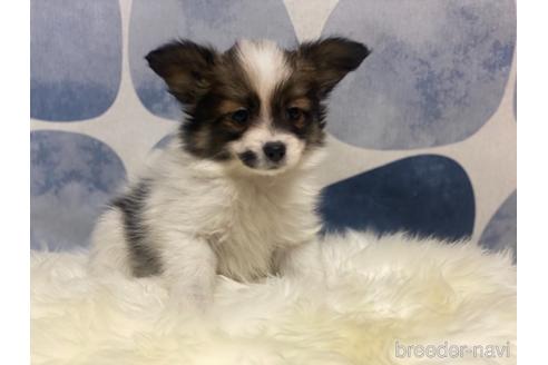 パピヨンの子犬を探す ブリーダーナビ パピヨンの子犬を探す ブリーダーナビ