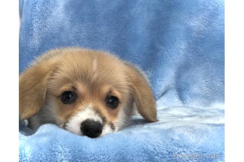 大阪府のウェルシュコーギーペンブローク 男の子 21 06 21生まれ まだ たれみみちゃん 子犬 Id ブリーダーナビ 大阪府のウェルシュコーギーペンブローク 男の子 21 06 21生まれ まだ たれみみちゃん 子犬 Id ブリーダーナビ