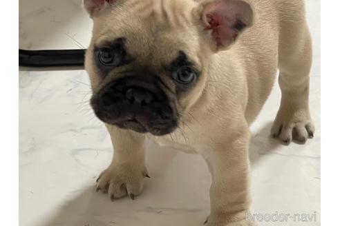 フレンチブルドッグの子犬を探す ブリーダーナビ