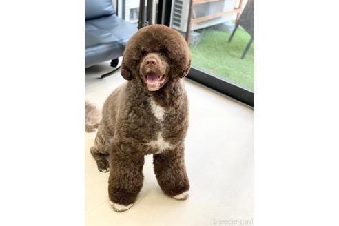 販売中のミックス犬の親犬