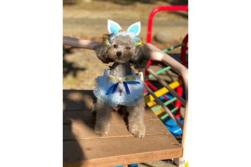 販売中のタイニープードルの親犬