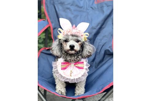 販売中のタイニープードルの親犬