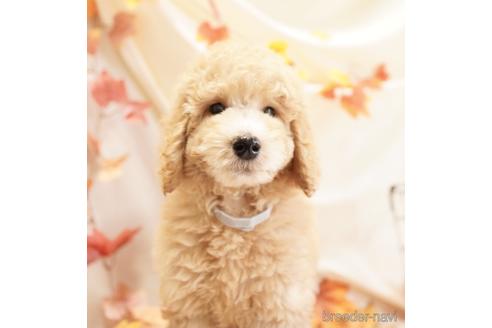 広島県のスタンダードプードル 男の子 21 06 29生まれ 遺伝子検査3項目発症しません 子犬id 1463 ブリーダーナビ