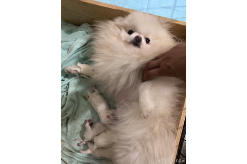 販売中のポメラニアンの親犬
