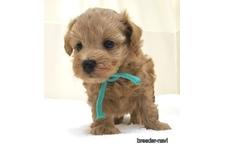 ♀︎マルプー:マルチーズ×トイプードル