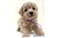 ♀︎マルプー:マルチーズ×トイプードル