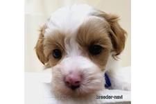 ♀︎マルプー:マルチーズ×トイプードル