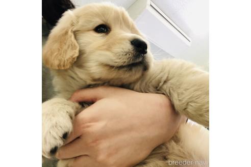 杜雪栄ブリーダーの詳細の1枚目