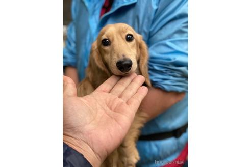 販売中のカニンヘンダックスフンド(ロングヘアード)の親犬