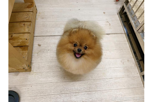 販売中のポメラニアンの親犬