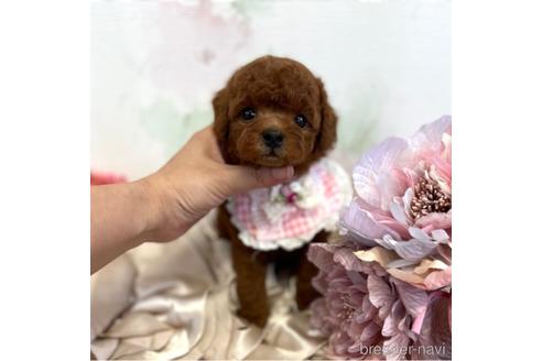 鹿児島県でトイプードルの子犬を探す ブリーダーナビ