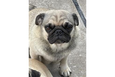 販売中のパグの親犬