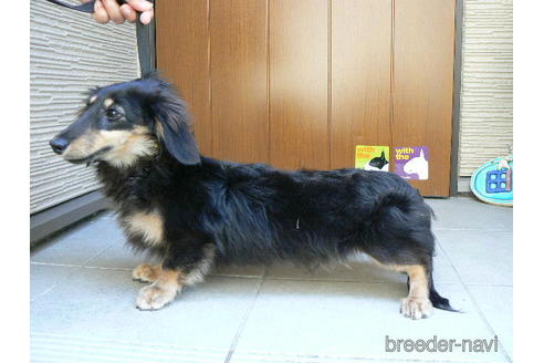 販売中のミニチュアダックスフンド(ロングヘアード)の親犬