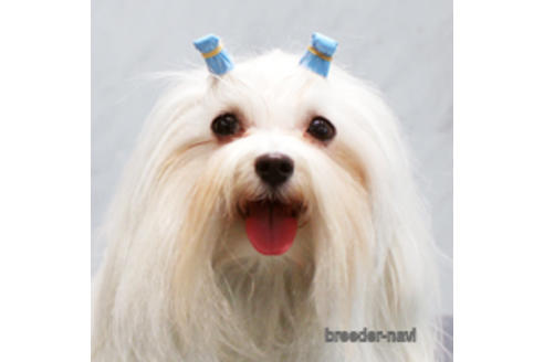 販売中のマルチーズの親犬