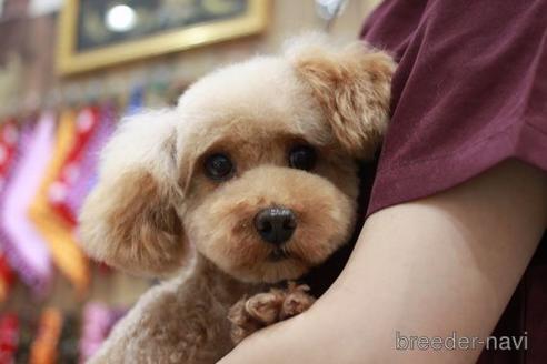 販売中のトイプードルの親犬