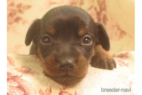 山口県でミニチュアピンシャー ミニピン の子犬を探す ブリーダーナビ