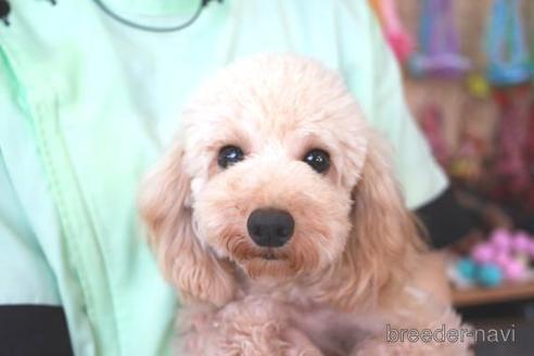 販売中のトイプードルの親犬