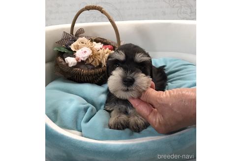 静岡県のミニチュアシュナウザー 女の子 21 07 21生まれ 小ぶりで元気で可愛い 子犬id ブリーダーナビ 静岡県のミニチュアシュナウザー 女の子 21 07 21生まれ 小ぶりで元気で可愛い 子犬id ブリーダーナビ
