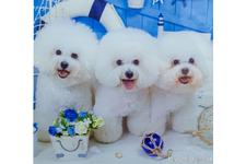 渋澤みゆ貴ブリーダー