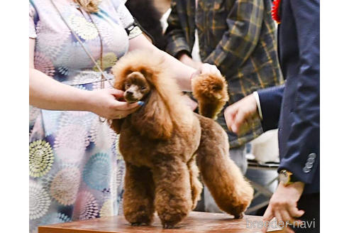 販売中のティーカッププードルの親犬