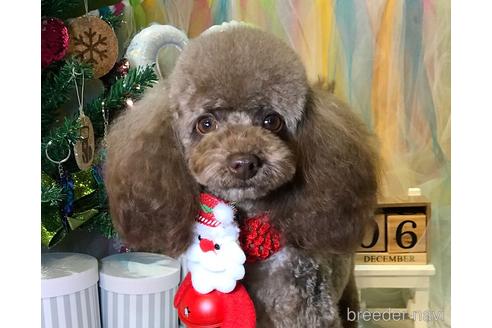 販売中のティーカッププードルの親犬