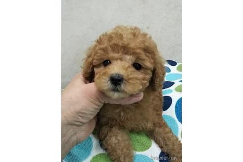 沖縄県でトイプードルの子犬を探す ブリーダーナビ