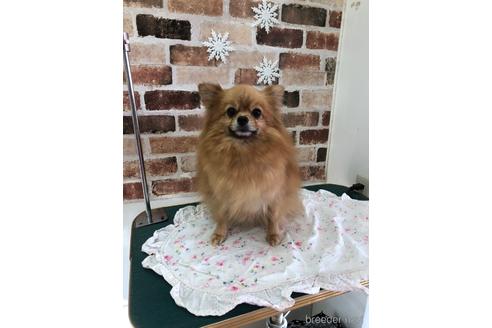 販売中のポメラニアンの親犬