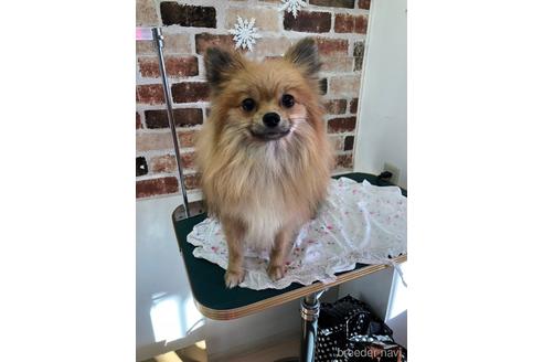 販売中のポメラニアンの親犬