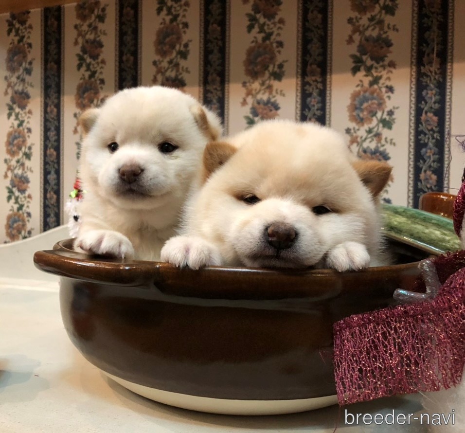 新井ブリーダー